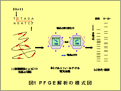 図１　PFGE解析の模式図