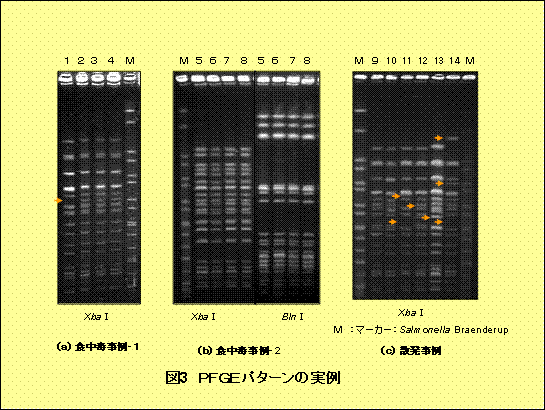 図３　PFGEパターンの実例