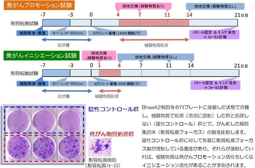 神奈川県発の発がん性予測試験法が          ＯＥＣＤで国際認定されました