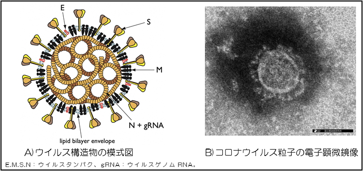 新型コロナウイルスについて 衛研ニュースno 1 神奈川県衛生研究所