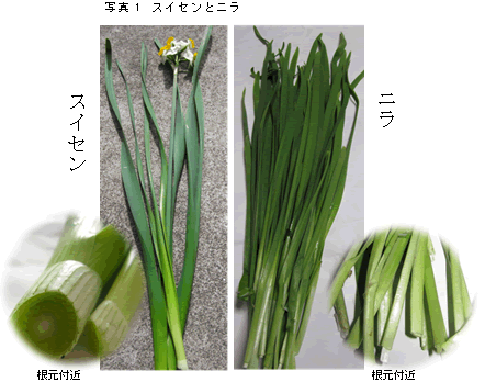 写真1　スイセンとニラ