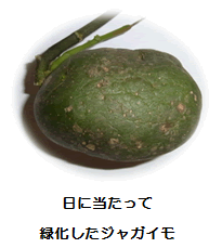 ジャガイモによる食中毒 神奈川県衛生研究所