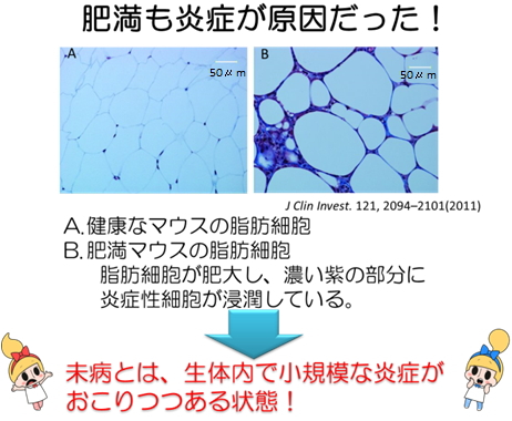 肥満も炎症が原因だった！