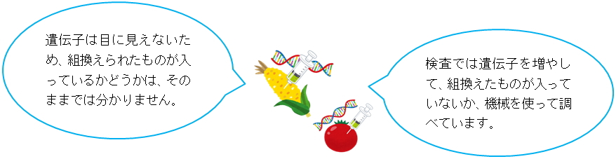 遺伝子は目に見えないため、組換えられたものが入っているかどうかは、そのままでは分かりません。検査では遺伝子を増やして、組換えたものが入っていないか、機械を使って調べています。