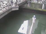 帷子川分水路 西鶴屋橋付近のカメラ画像
