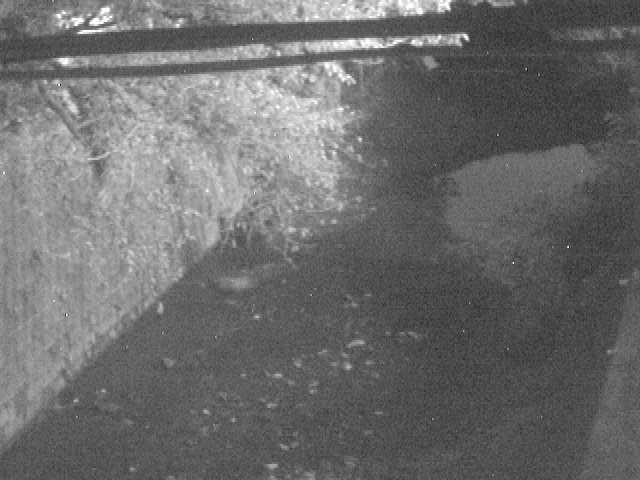 森戸川 下小路橋付近のカメラ画像