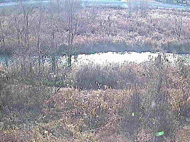 平山橋付近のカメラ画像