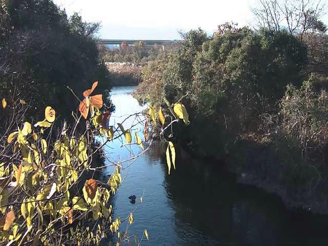 海老名分水路付近のカメラ画像