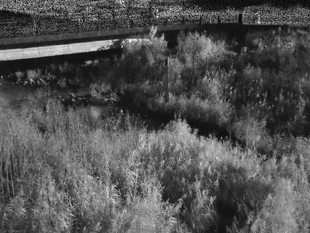 尾崎橋付近のカメラ画像