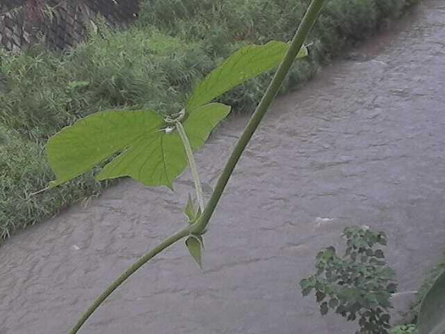 堀割橋付近のカメラ画像