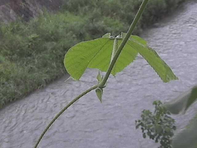 皆瀬川 堀割橋付近のカメラ画像