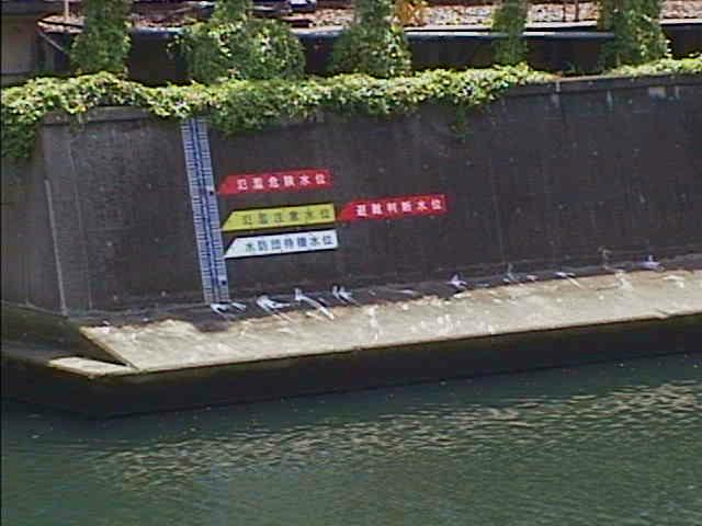 帷子川 元平沼橋付近のカメラ画像