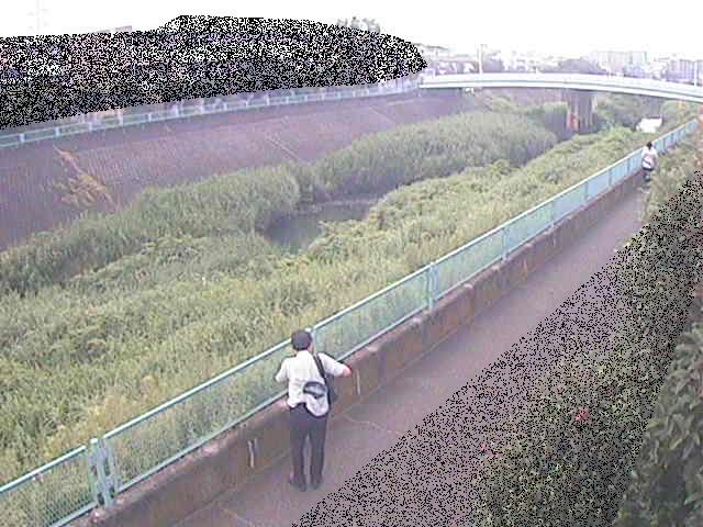 早淵川 高田橋付近のカメラ画像