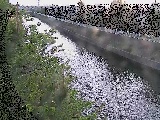 引地川 大平橋付近のカメラ画像