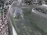 蓼川 松山橋付近のカメラ画像