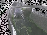 松山橋付近のカメラ画像