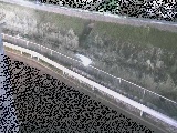 高橋付近のカメラ画像