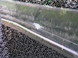 高橋付近のカメラ画像