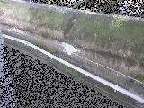 境川 高橋付近のカメラ画像