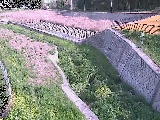風戸橋付近のカメラ画像