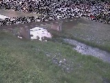 大泉河原橋付近のカメラ画像