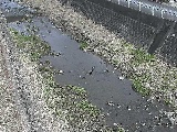 藤沢川 暁橋付近のカメラ画像