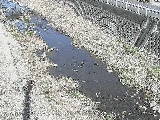 藤沢川 暁橋付近のカメラ画像
