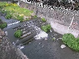 新崎川 新崎橋付近のカメラ画像