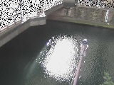 帷子川分水路 西鶴屋橋付近のカメラ画像