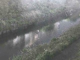 柏尾川 元町橋付近のカメラ画像