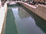 大岡川分水路 屏風ヶ浦橋付近のカメラ画像