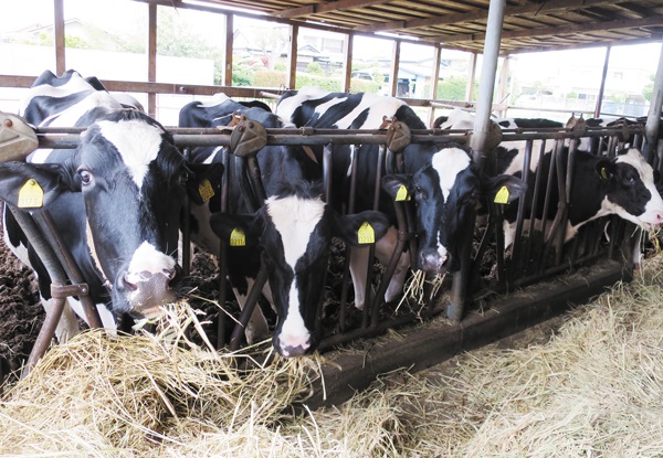 乾草を食べる牛たち