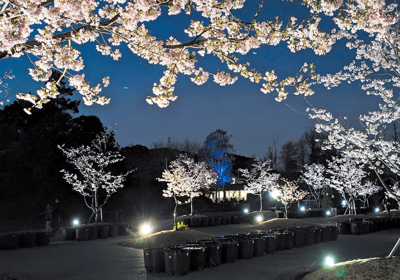 夜桜（玉縄桜）ライトアップ