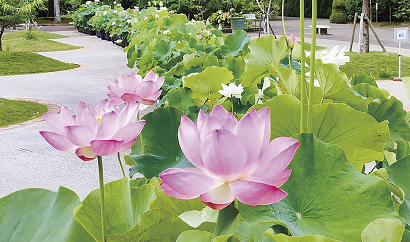 日比谷花壇大船フラワーセンターのハス