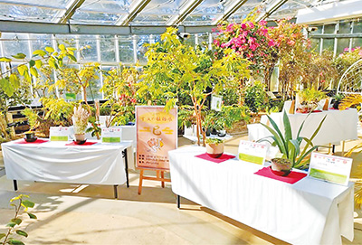 植物展示の様子