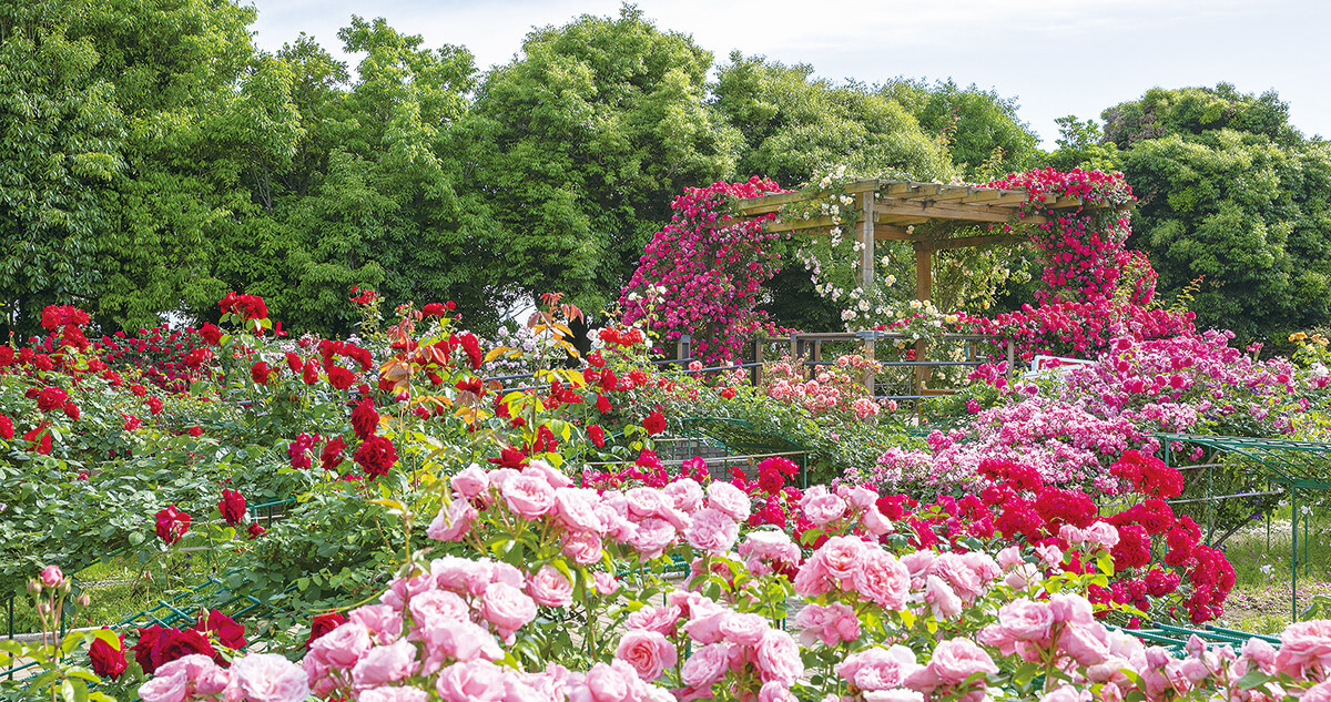 花菜（かな）ガーデンローズフェスティバル2026&nbsp;～春～