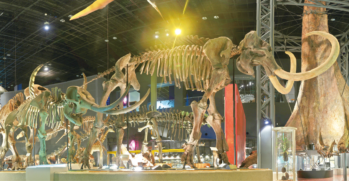 県立生命の星・地球博物館展示写真