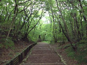 写真：姥子付近を通る探勝歩道の風景