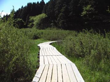 写真：お玉ヶ池付近の木道の風景