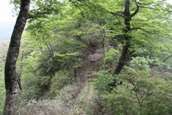 写真：大室山への登山道