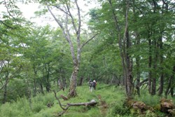 写真：塔ノ岳から丹沢山へ至る登山道