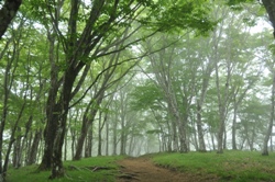 写真：鍋割山稜