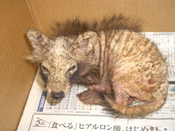 野生動物を見つけたときの対応 神奈川県ホームページ