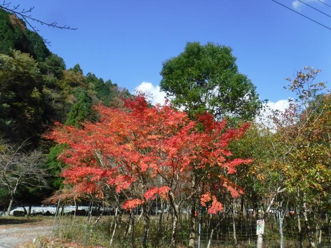 晴天とやどりき水源林の紅葉の様子1