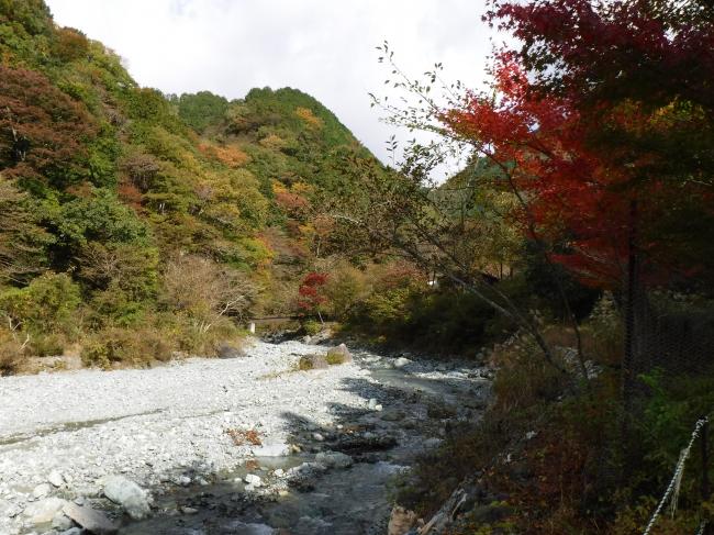 やどりき水源林の紅葉の様子