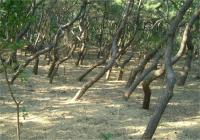 クロマツ林の写真