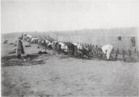 平塚須賀海岸 魚付砂防造林地 松苗植付 昭和5年11月撮影