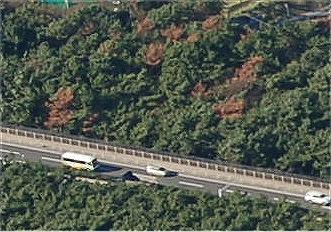 枯れマツの様子。伐採する。